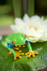Frog on a lilypad Ancora News